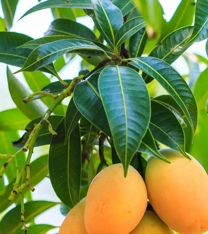 Mango Leaf 100% Pure Herbal Tea