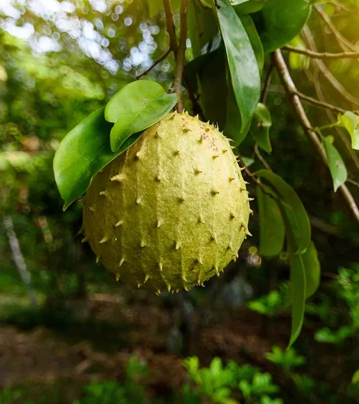 Soursop Leaf 100% Pure Herbal Tea