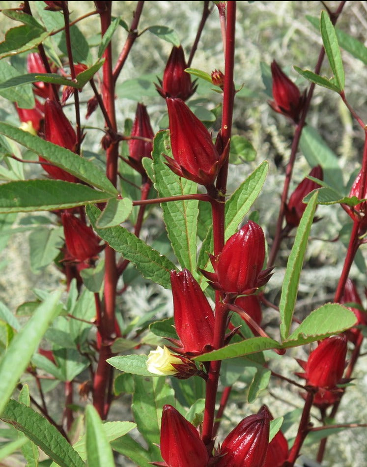 Sorrel 100% Pure Herbal Tea