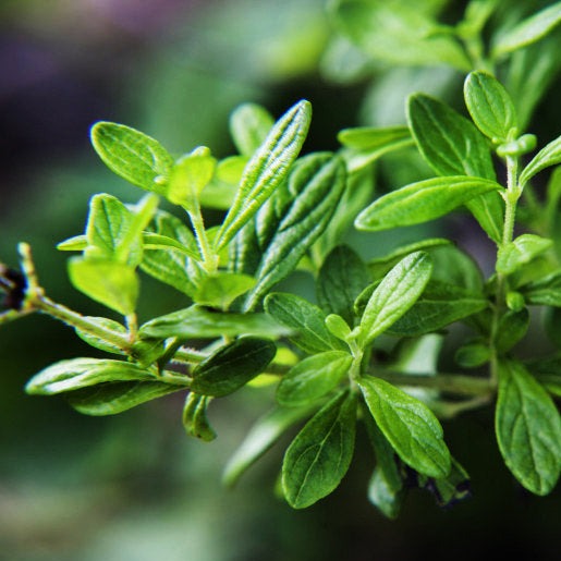 Jamaican Mint 100% Pure Herbal Tea
