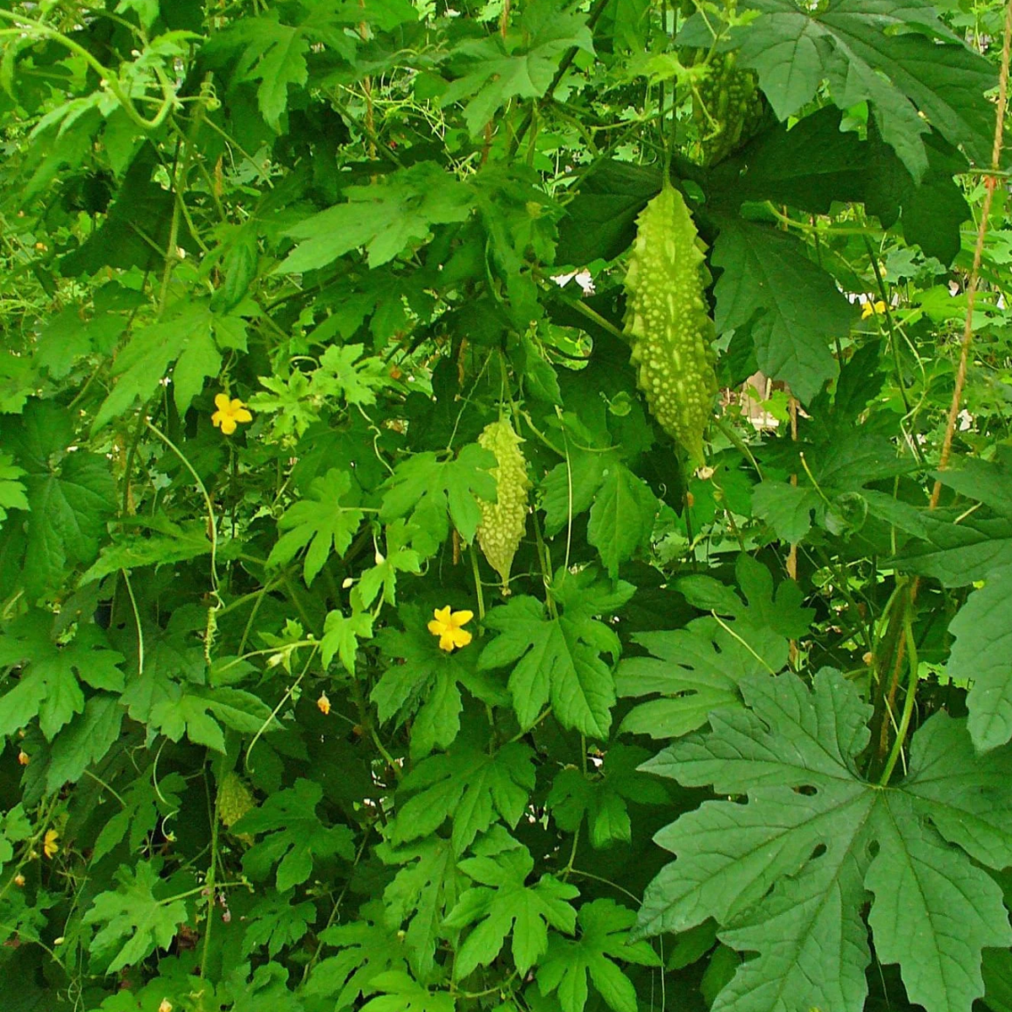Cerasee Leaf 100% Pure Herbal Tea