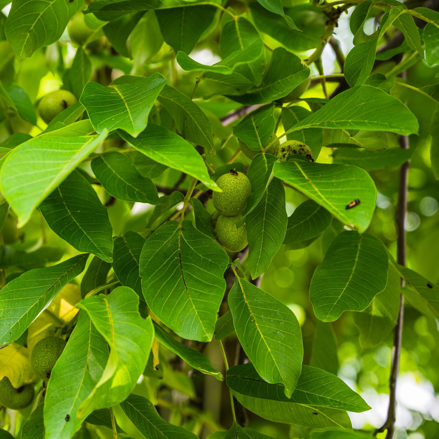 Guava Leaf 100% Herbal Tea