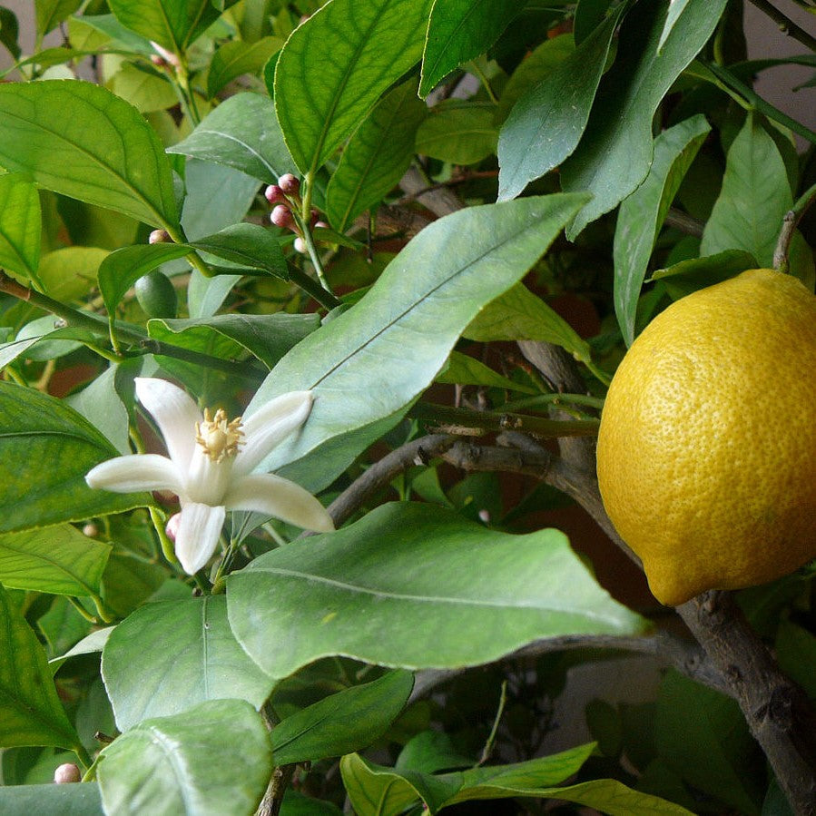 Lemon Leaf 100% Pure Herbal Tea