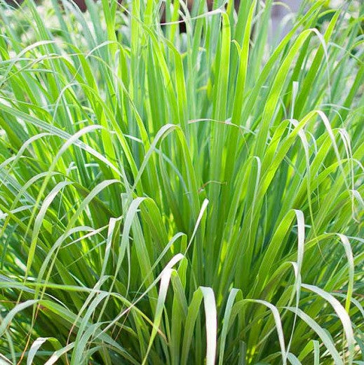 Lemongrass 100% Pure Herbal Tea