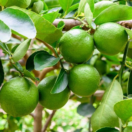 Lime Leaf 100% Pure Herbal Tea