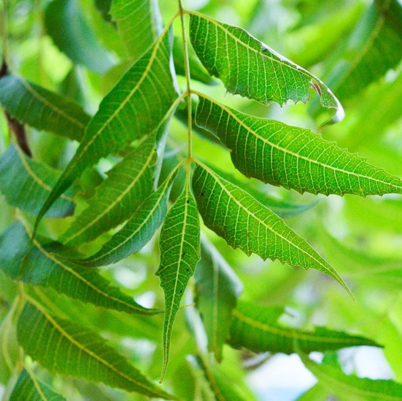 Neem Leaf 100% Pure Herbal Tea
