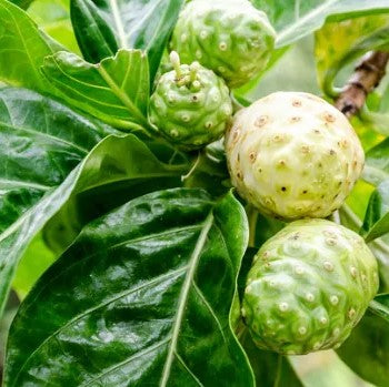 Noni Leaf 100% Pure Herbal Tea
