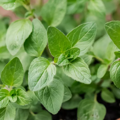 Oregano Leaf 100% Pure Herbal Tea