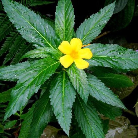 Ramgoat Dashalong 100% Pure Herbal Tea