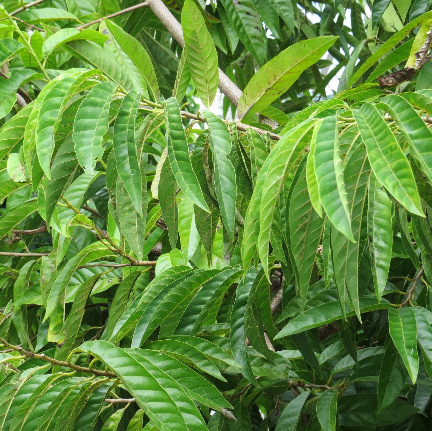 Sweet Sop Leaf 100% Pure Herbal Tea