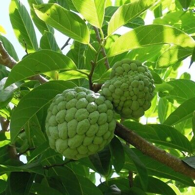 Sweet Sop Leaf 100% Pure Herbal Tea