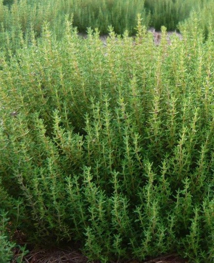 Thyme 100% Pure Herbal Tea