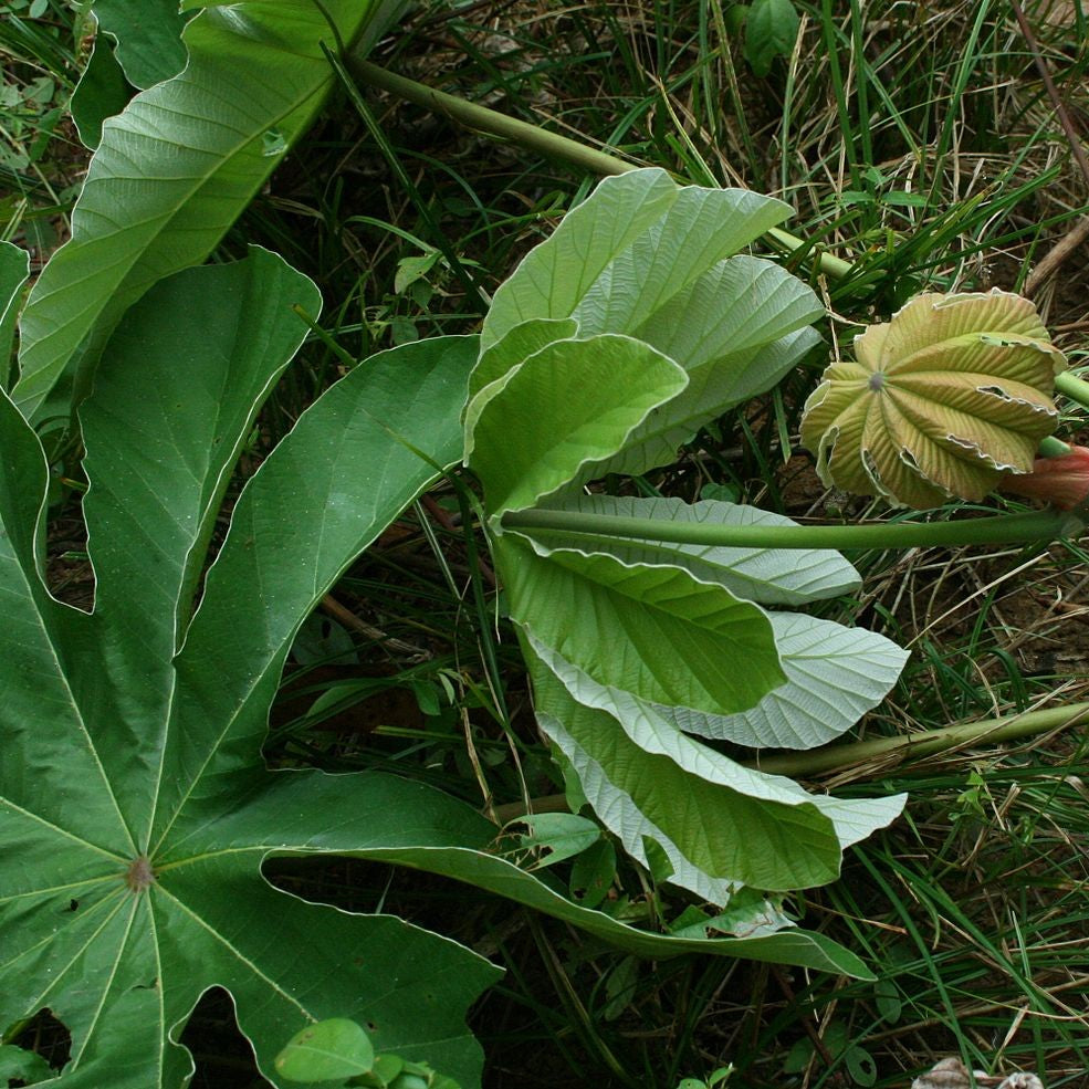 Trumpet Leaf 100% Pure Herbal Tea
