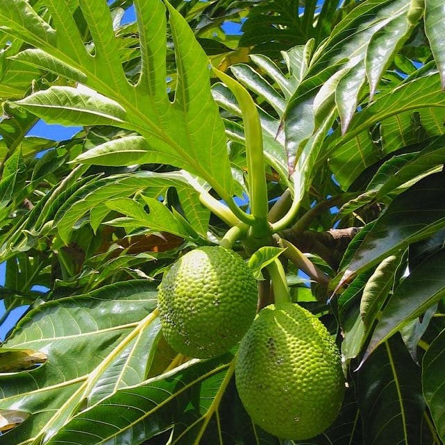 Breadfruit Leaf 100% Pure Herbal Tea