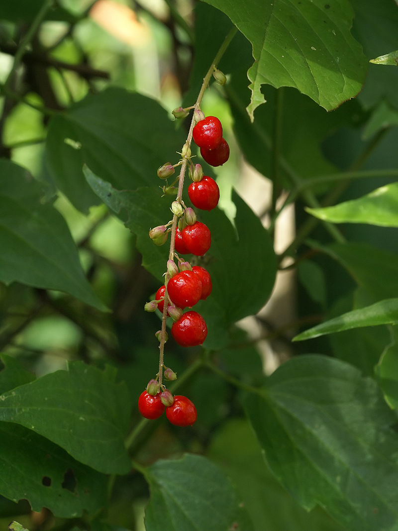 Dog Blood 100% Pure Herbal Tea