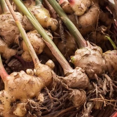 Ginger 100% Pure Herbal Tea