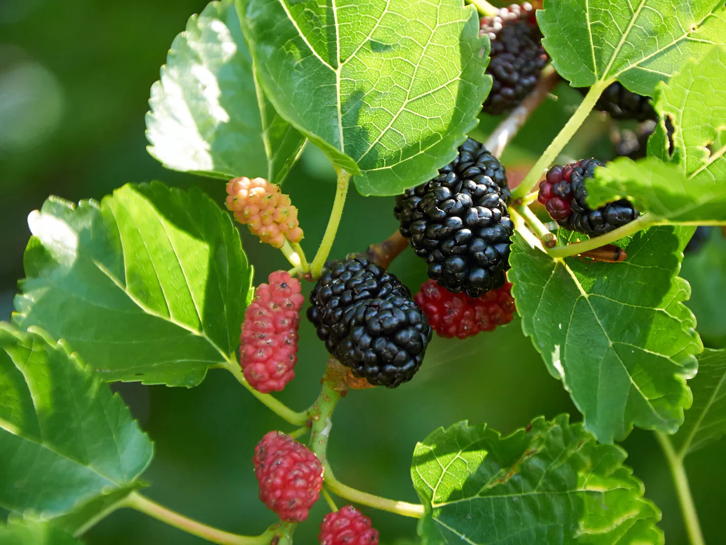 Mulberry Leaf 100% Pure Herbal Tea