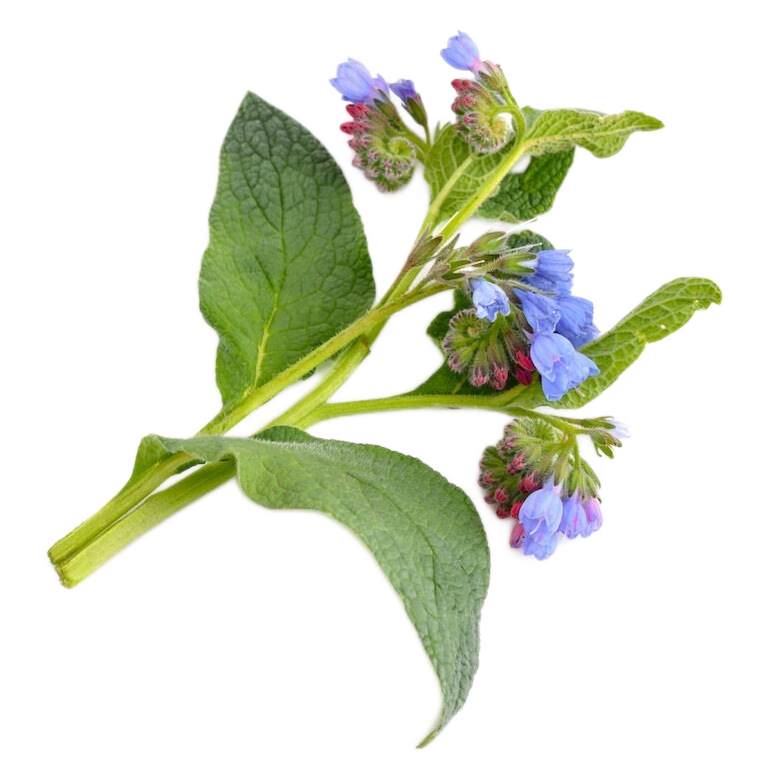 Comfrey Salve 100% Natural