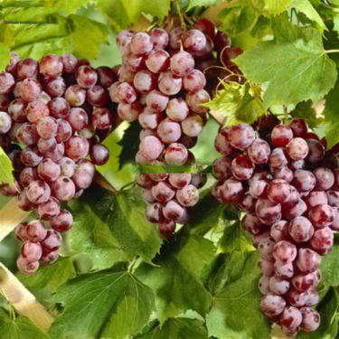 Grape Leaf 100% Pure Herbal Tea