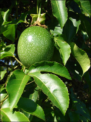 Passionfruit Leaf 100% Pure Herbal Tea
