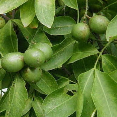 Guinep Leaf 100% Herbal Tea
