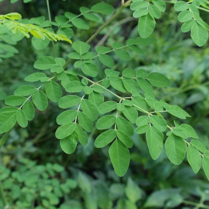 Moringa Leaf 100% Herbal Tea