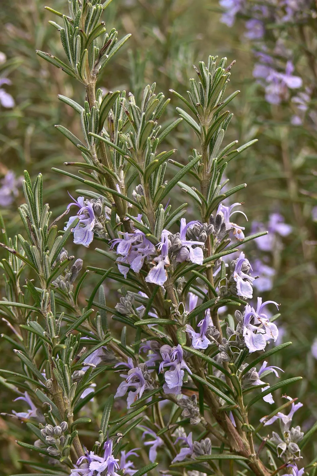 Rosemary 100% Pure Herbal Tea